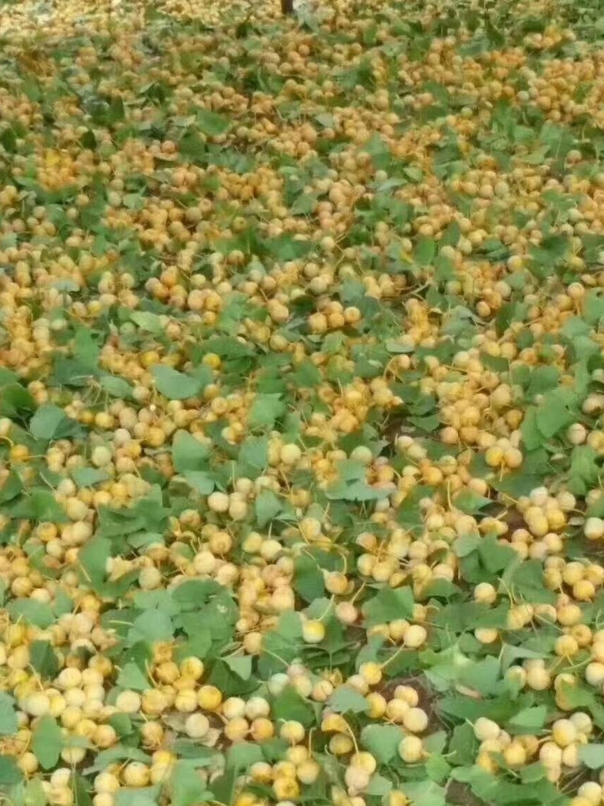 陕西汉中留坝县产区