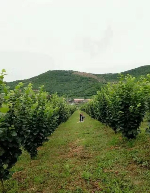 黑龙江哈尔滨阿城区产区