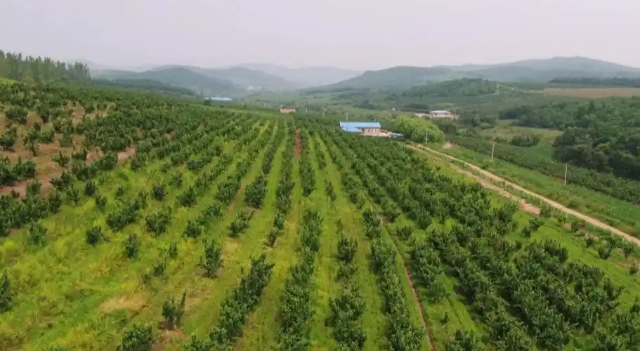 黑龙江牡丹江林口县产区