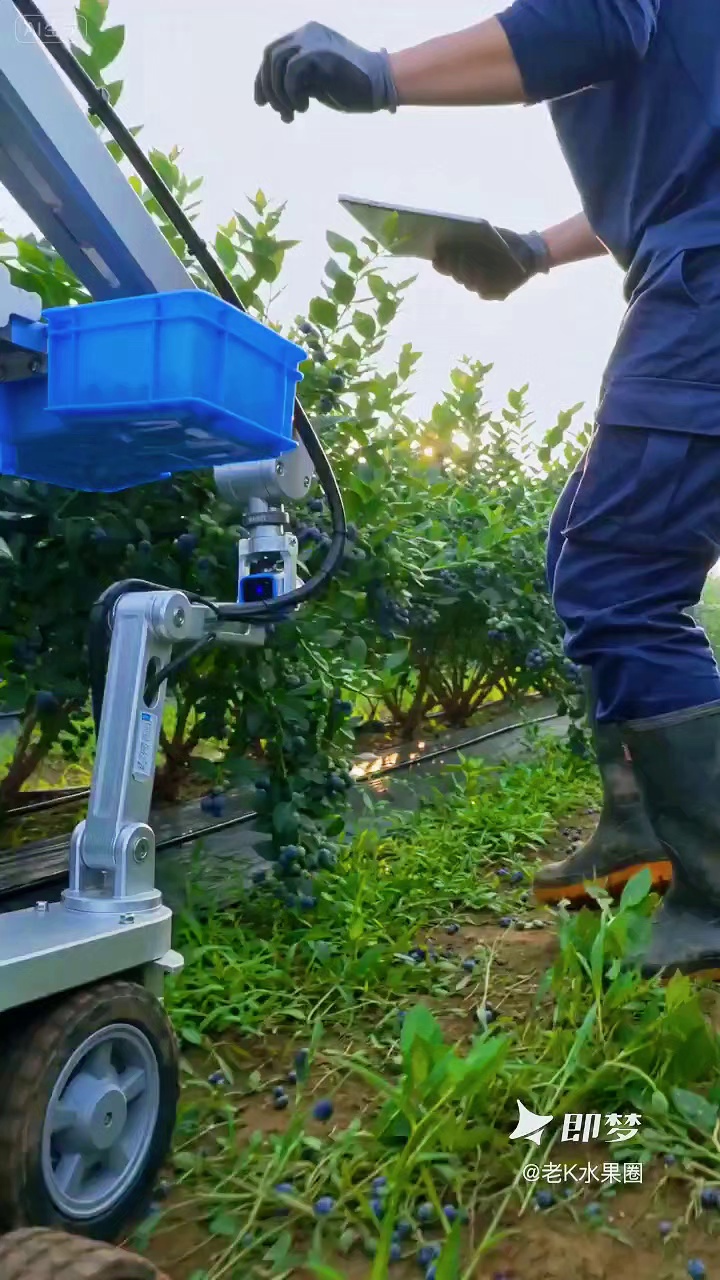 老K用采摘机器人2代摘蓝莓，省时省力
#水果名片 #采摘机器人 #蓝莓采摘 #蓝