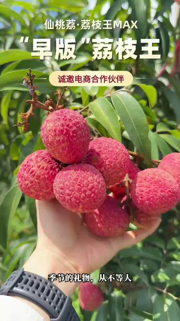母亲节爆款预定！送她一箱有“身份证”的仙桃荔枝王！
每箱独立防伪码，正品溯源，扫