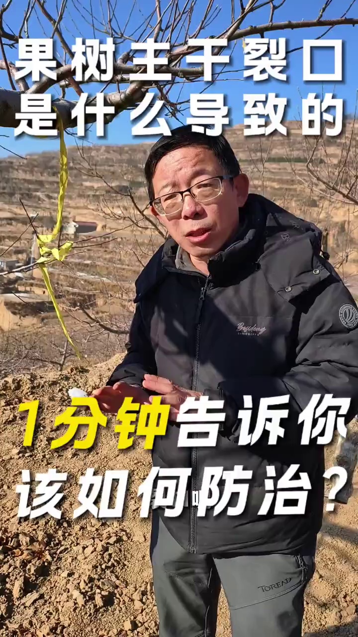 果树主干裂口是什么导致的？一分钟告诉你该如何防治！！ #农业技术 #果树防冻 #