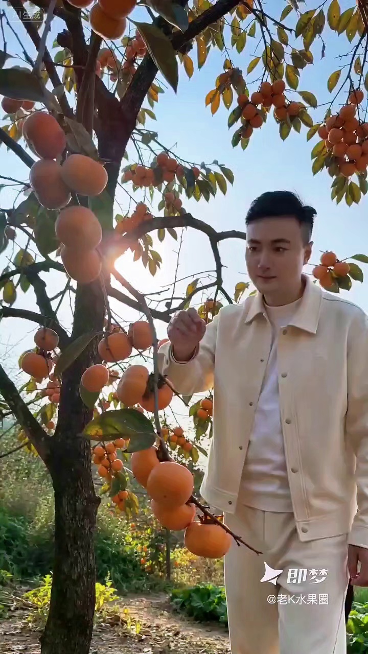 柿子熟了，就是秋天最甜的糖
#水果名片 #柿子熟了 #柿子红了 #柿子种植