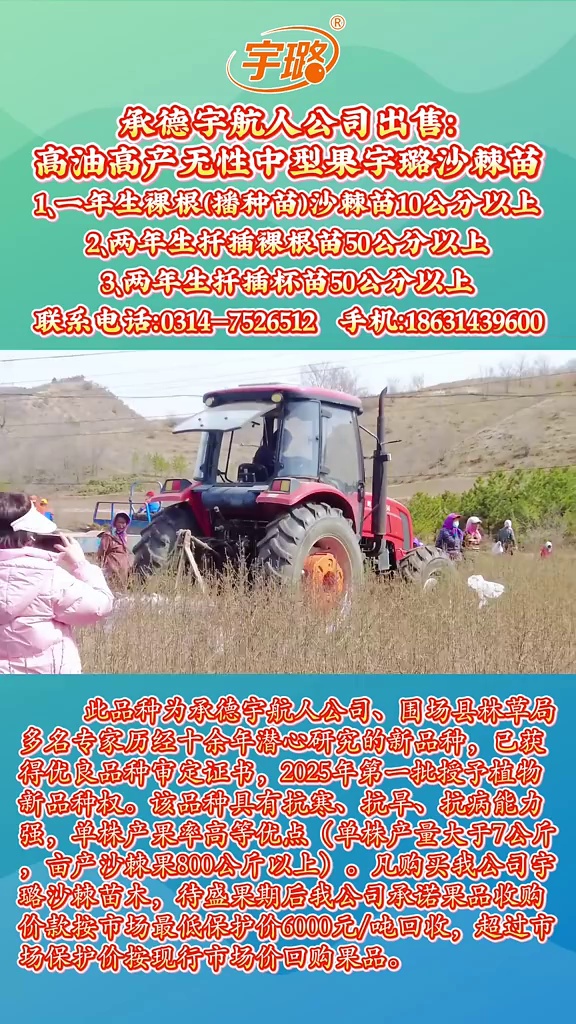 承德宇航人宇璐沙棘出售高油高产无性中型果宇璐沙棘苗#宇璐沙棘 #沙棘 #塞罕坝 