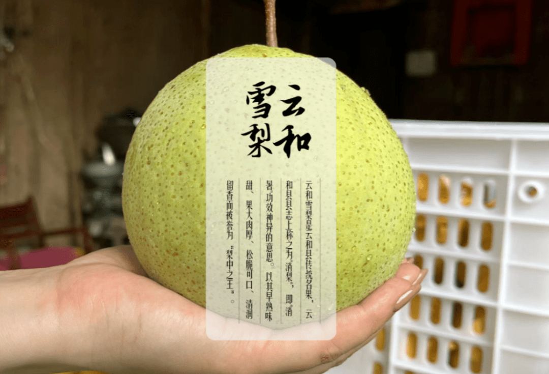 云和雪梨