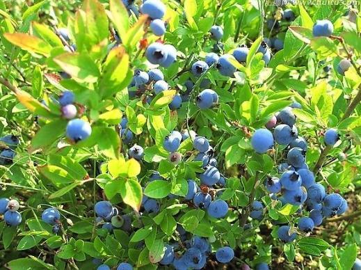 鄂伦春蓝莓
