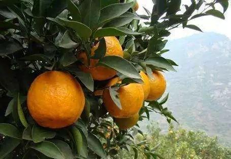 里耶脐橙