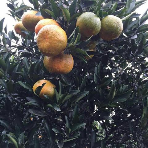 湘西椪柑
