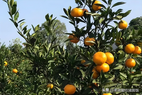 天岩寨柑桔