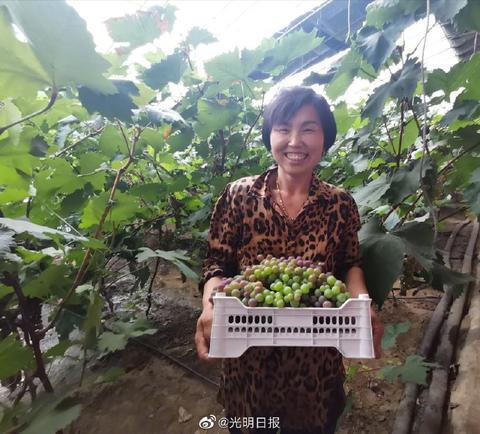 赵家葡萄