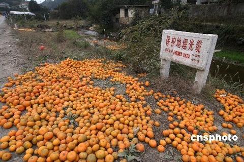 张家界柑橘
