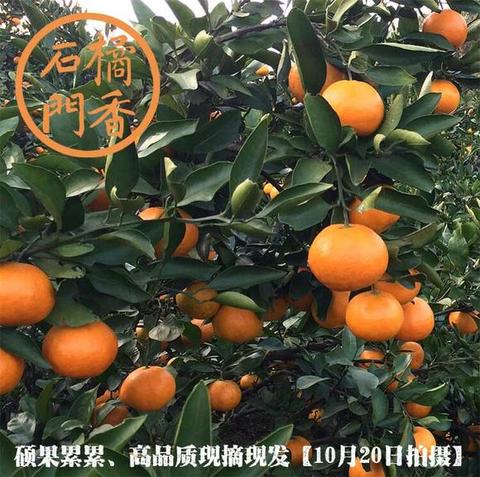 张家界柑橘