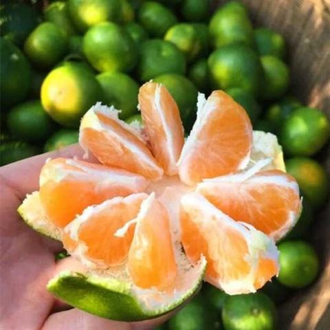 麻阳柑桔