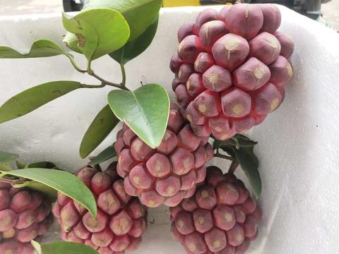 通道黑老虎