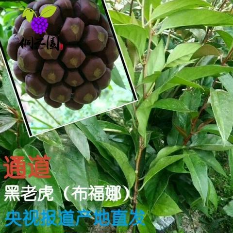 通道黑老虎