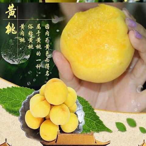 炎陵黄桃