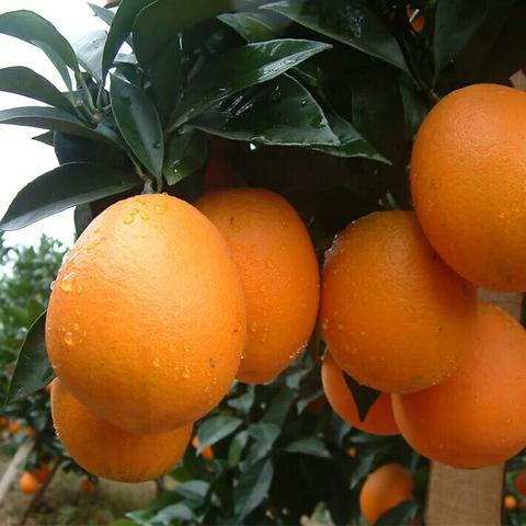 新宁脐橙