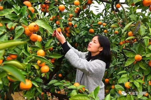 阳新柑桔