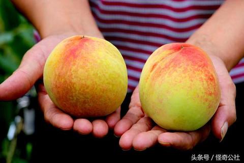 安福寺白桃