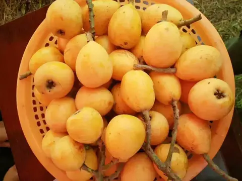 大畈枇杷