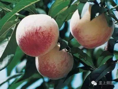 孝感早蜜桃