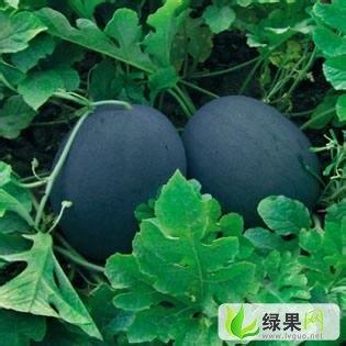 八宝西瓜