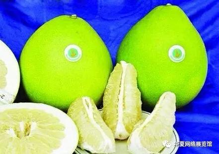 松滋蜜柚