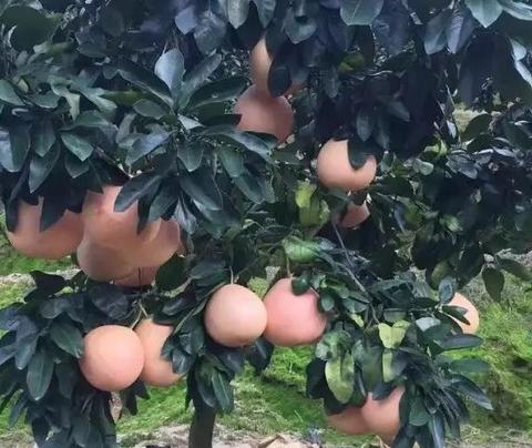松滋蜜柚