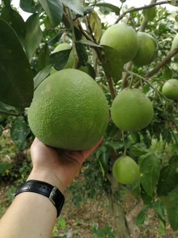 广丰马家柚