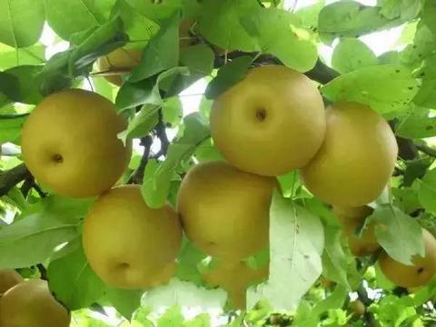 上饶早梨
