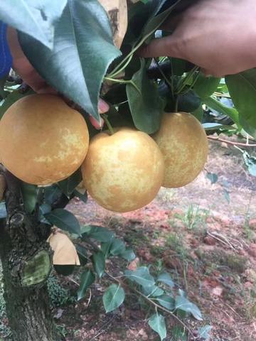 金溪蜜梨