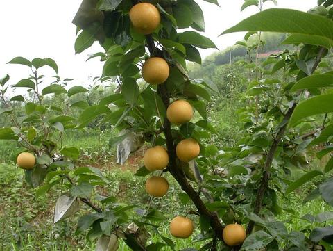 金溪蜜梨