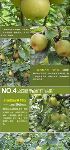 湖塘富硒翠冠梨洛市葡萄