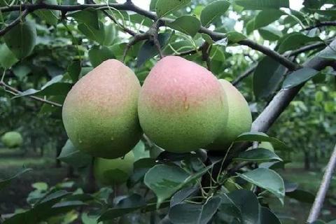 孟津梨