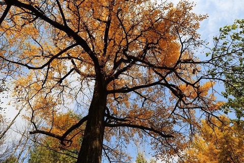 嵩县银杏