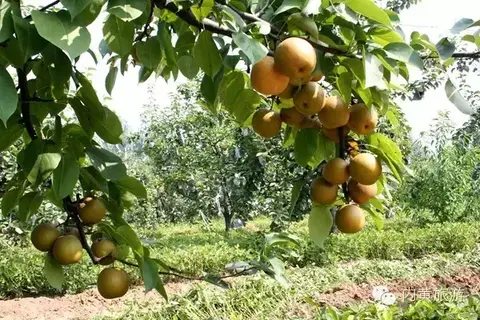 内黄黄金梨
