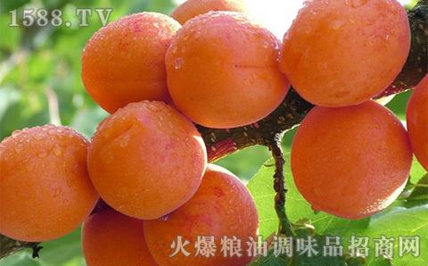 西邵红杏