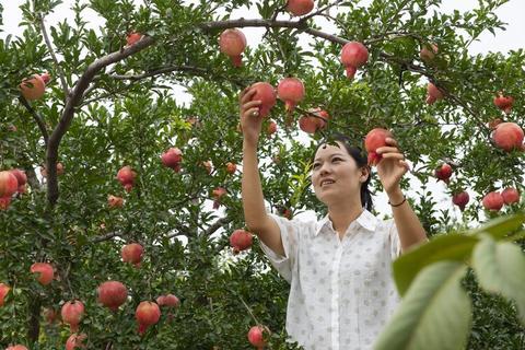 陕州石榴