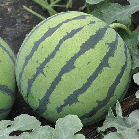 夏邑西瓜