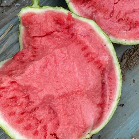 夏邑西瓜