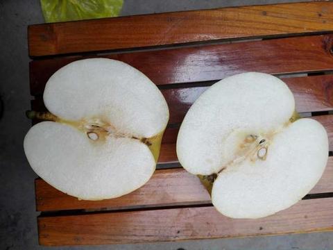 黄泛区黄金梨