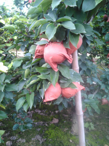 黄泛区黄金梨