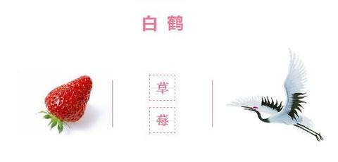 白鹤草莓