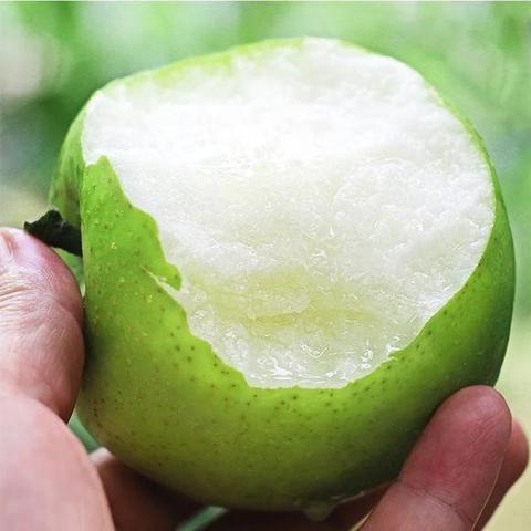 庄行蜜梨