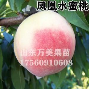 凤凰水蜜桃