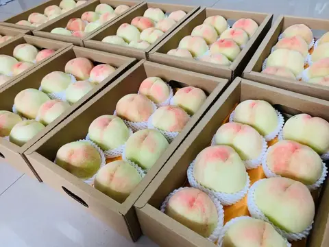 阳山水蜜桃