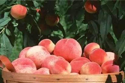 阳湖水蜜桃