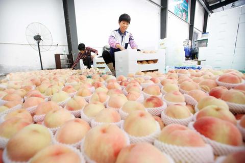 阳湖水蜜桃