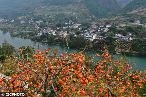 骑岸大方柿