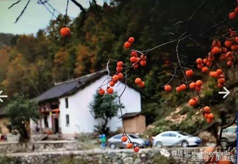 骑岸大方柿